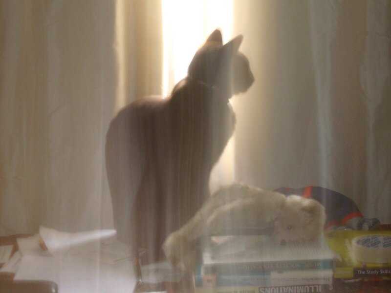 cat in silhouette by window