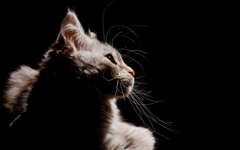 cat in silhouette