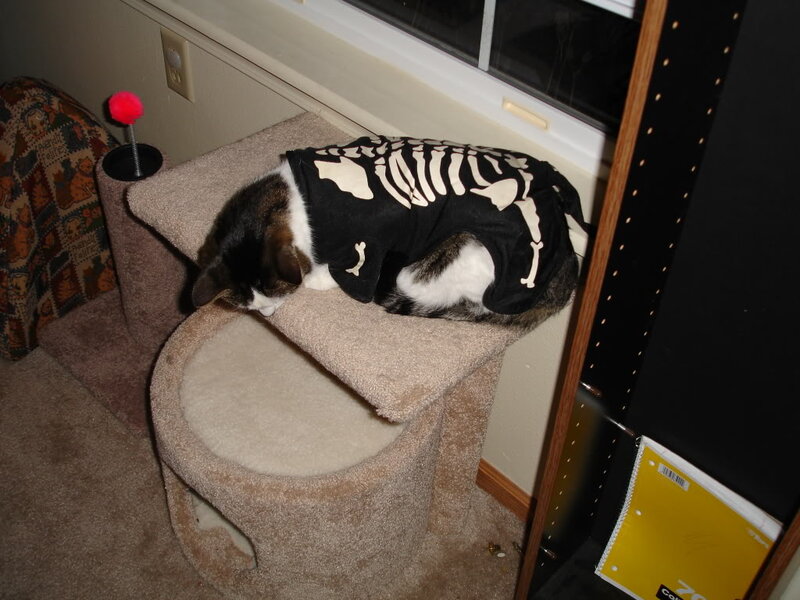Cat in Skeleton Costume