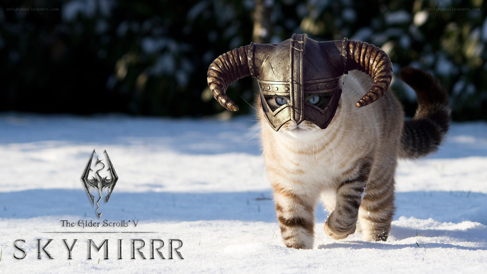cat in skyrim helmet