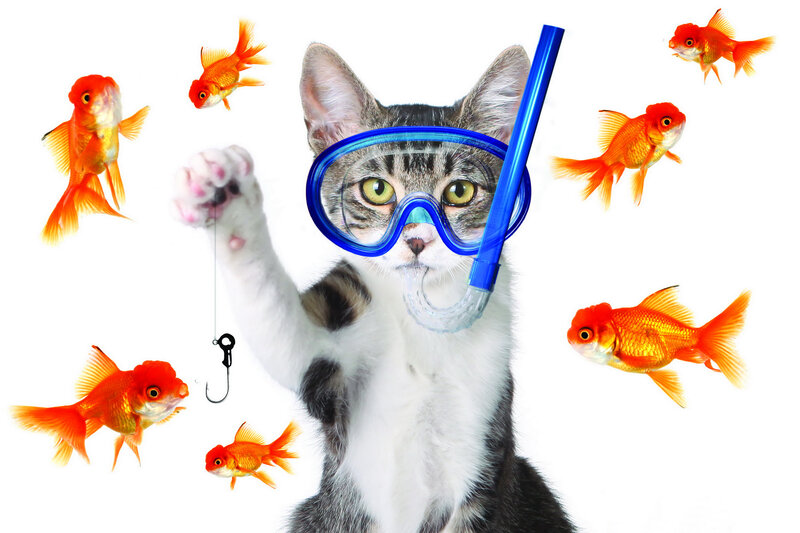 Cat in Snorkel Gear — White