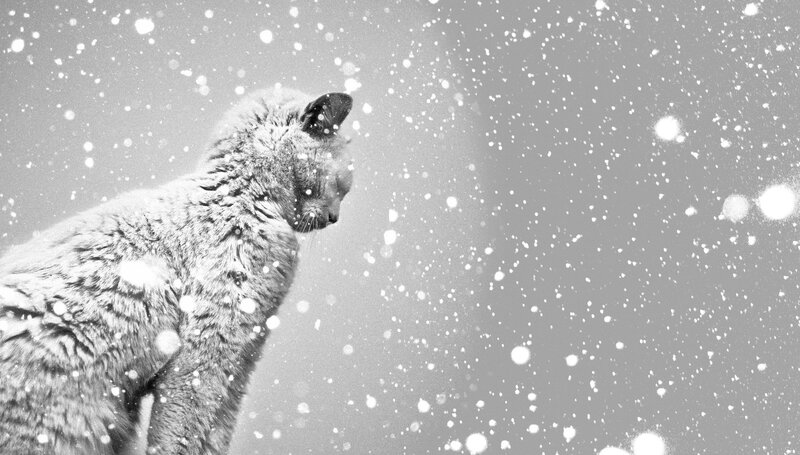 Cat in Snow — Black, Calm