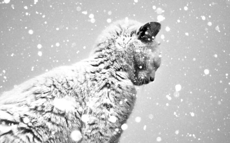 Cat in Snow — Black