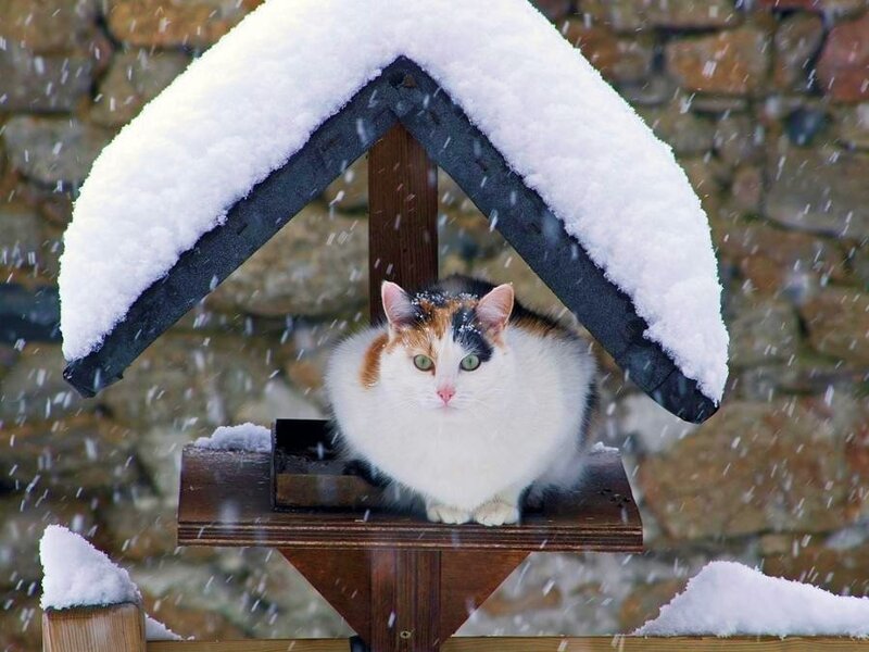 cat in snow shelter