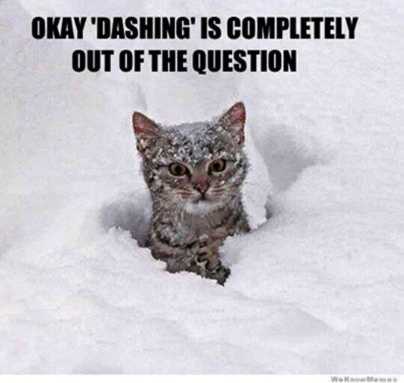 Cat in Snow — White, Cold