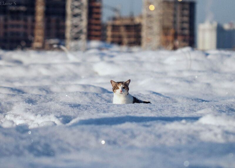 Cat in Snow — White, Cold, Winter
