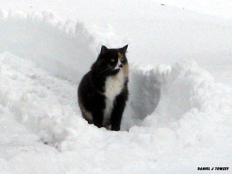 cat in snowdrift