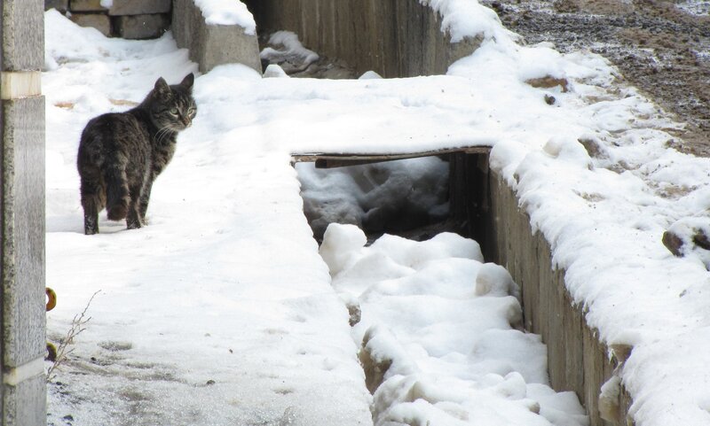 cat in snowy alley