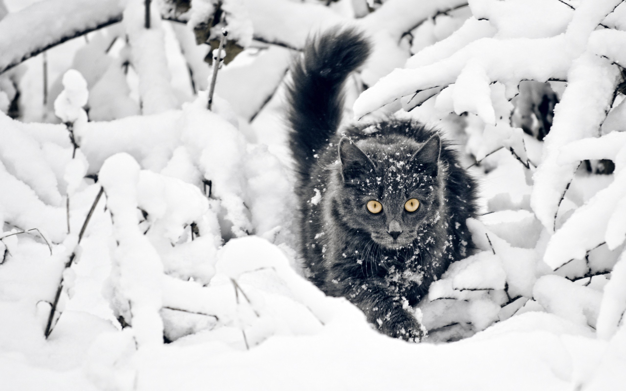cat in snowy branches