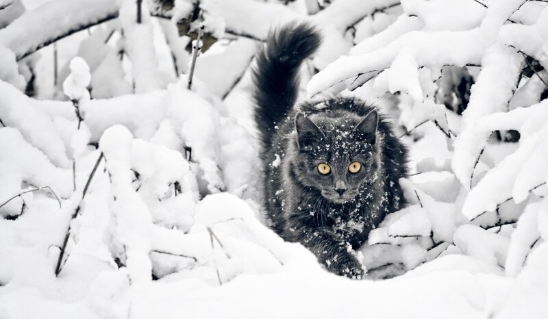 cat in snowy bush