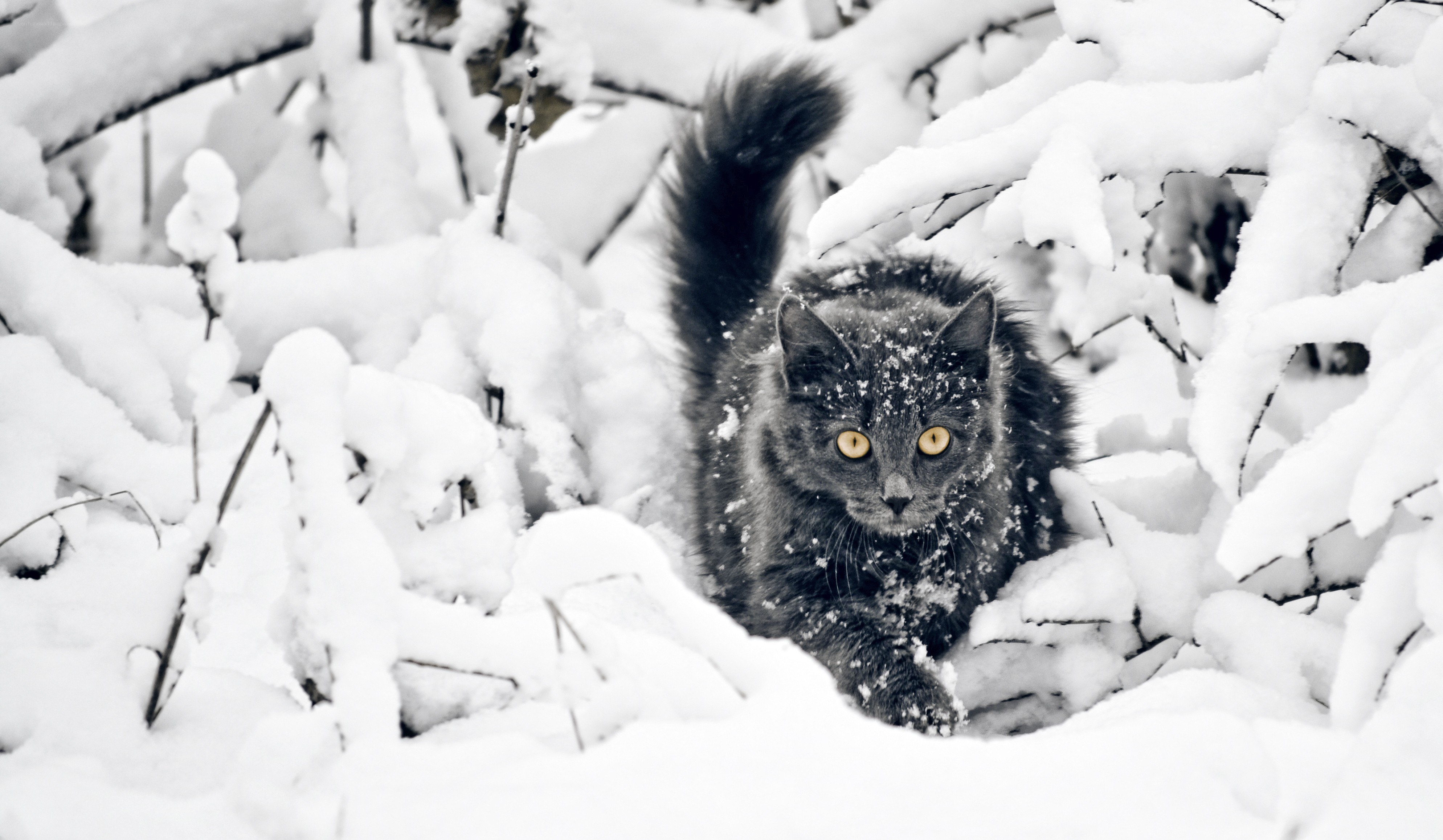 cat in snowy bush