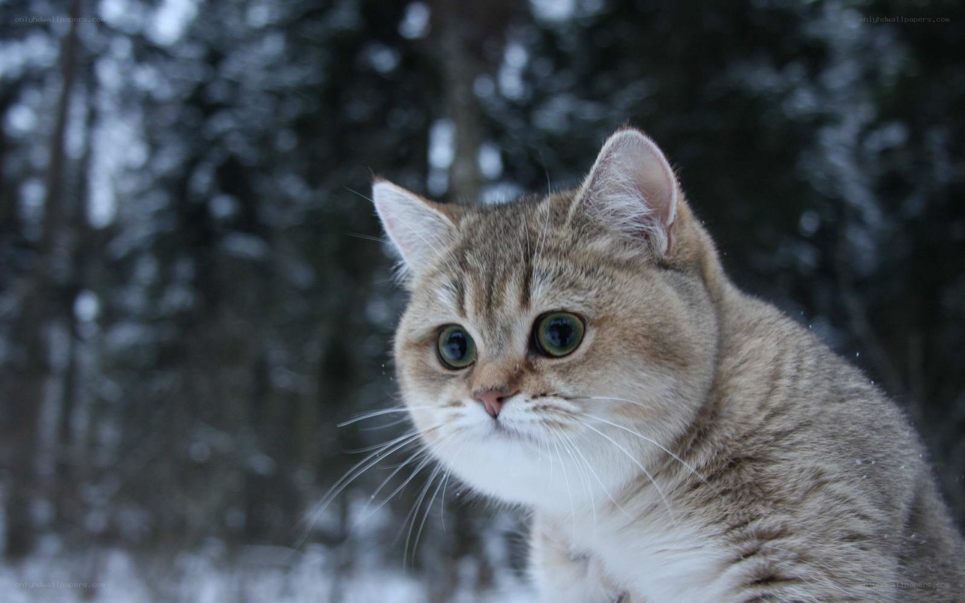 cat in snowy forest