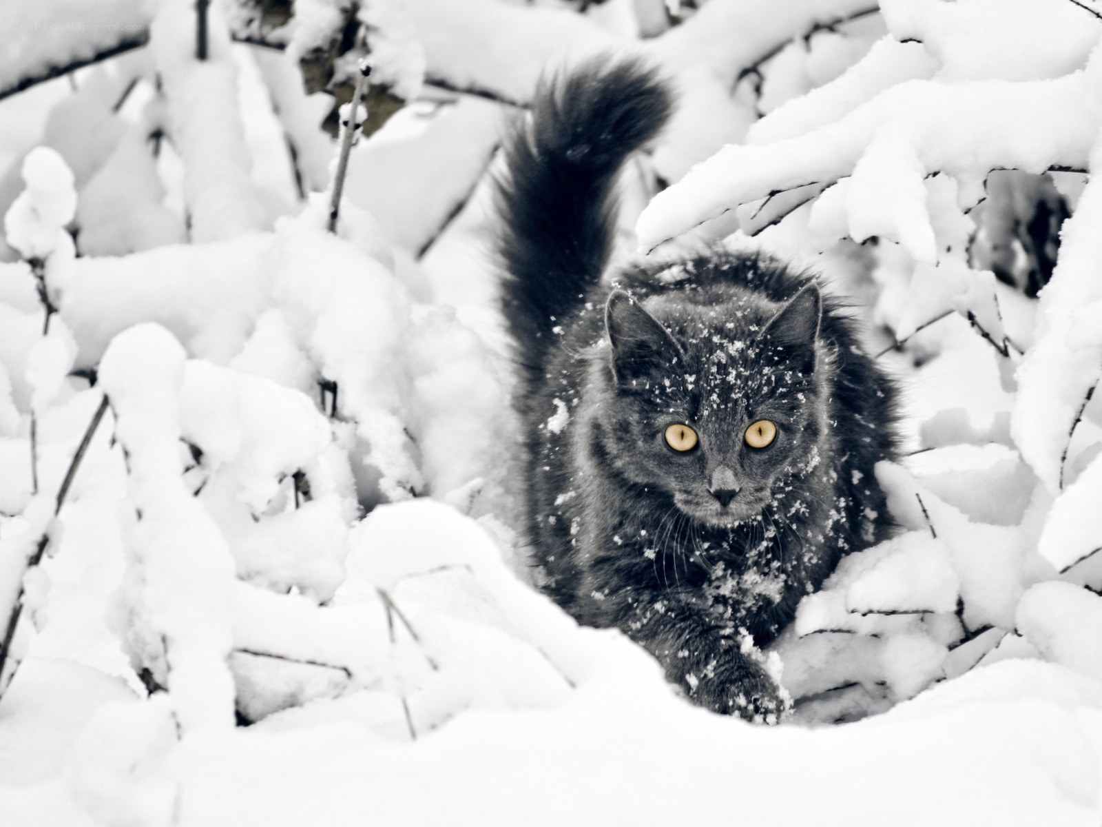 cat in snowy forest