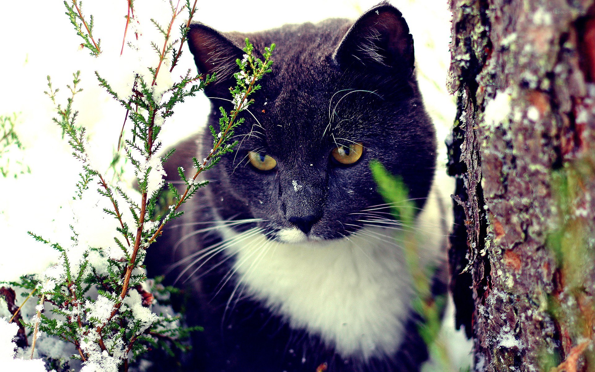 cat in snowy forest