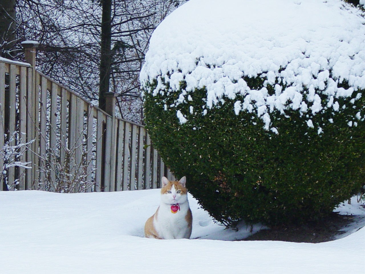 Cat in snowy garden