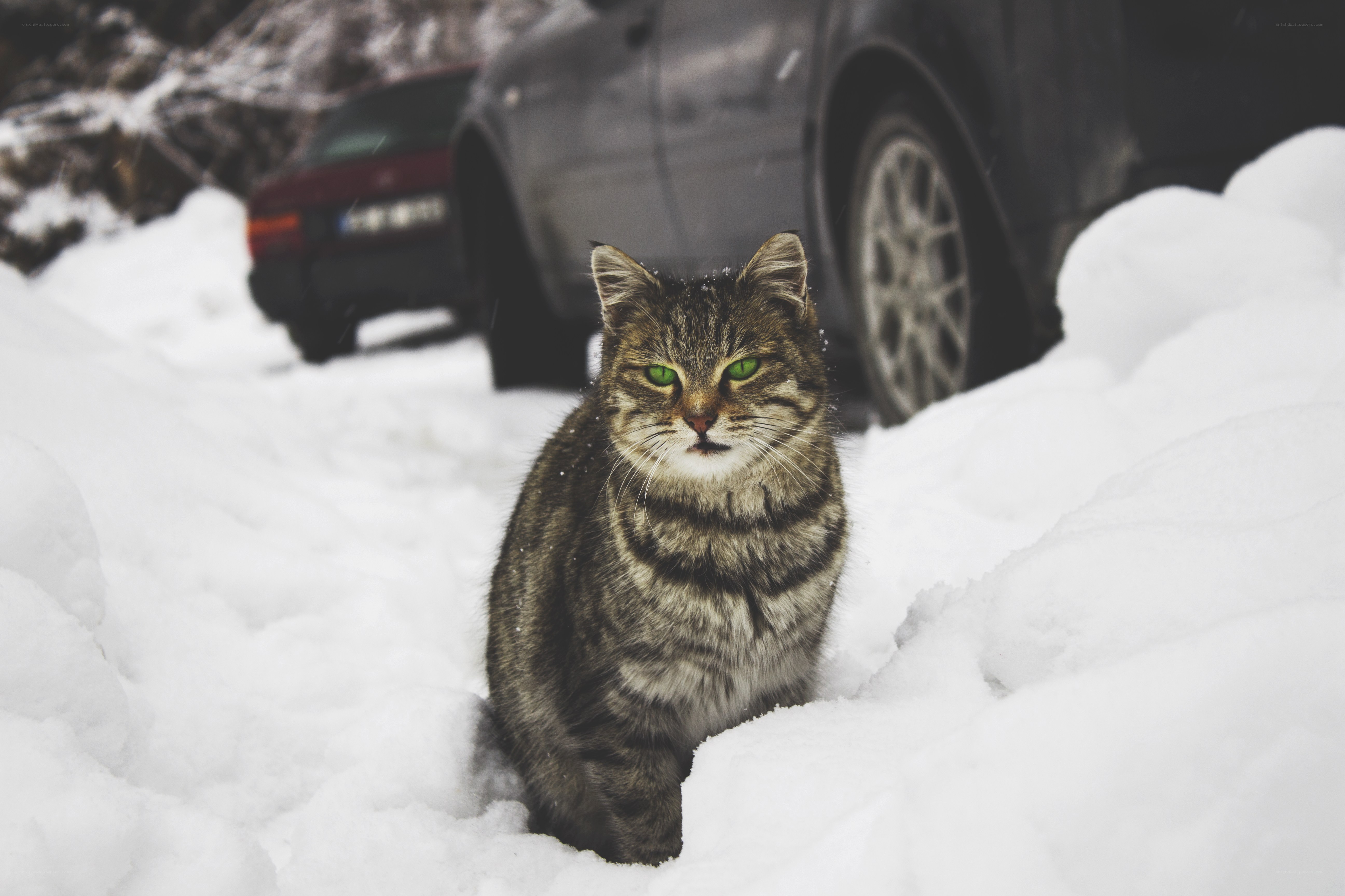 cat in snowy landscape