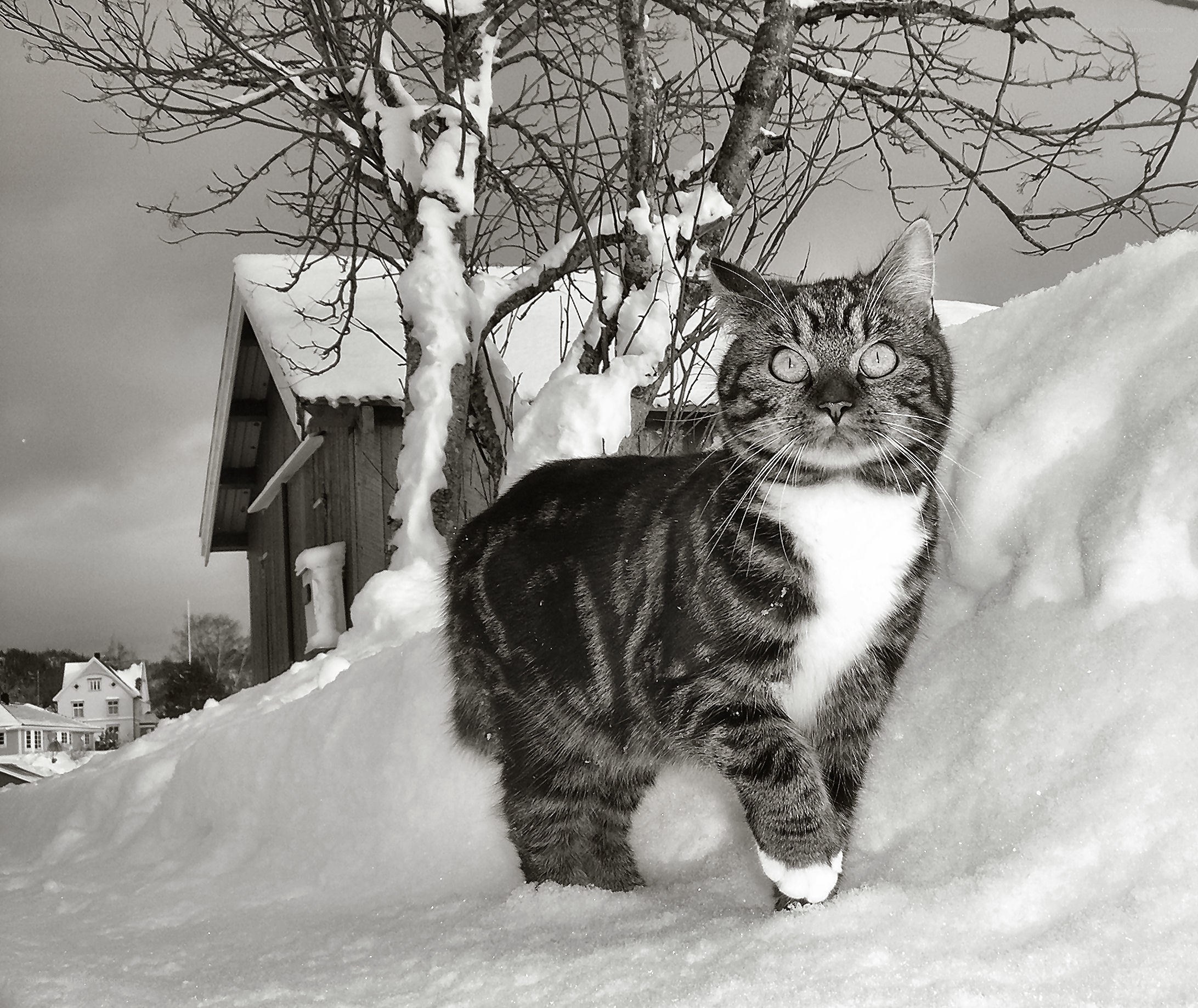 Cat in snowy landscape