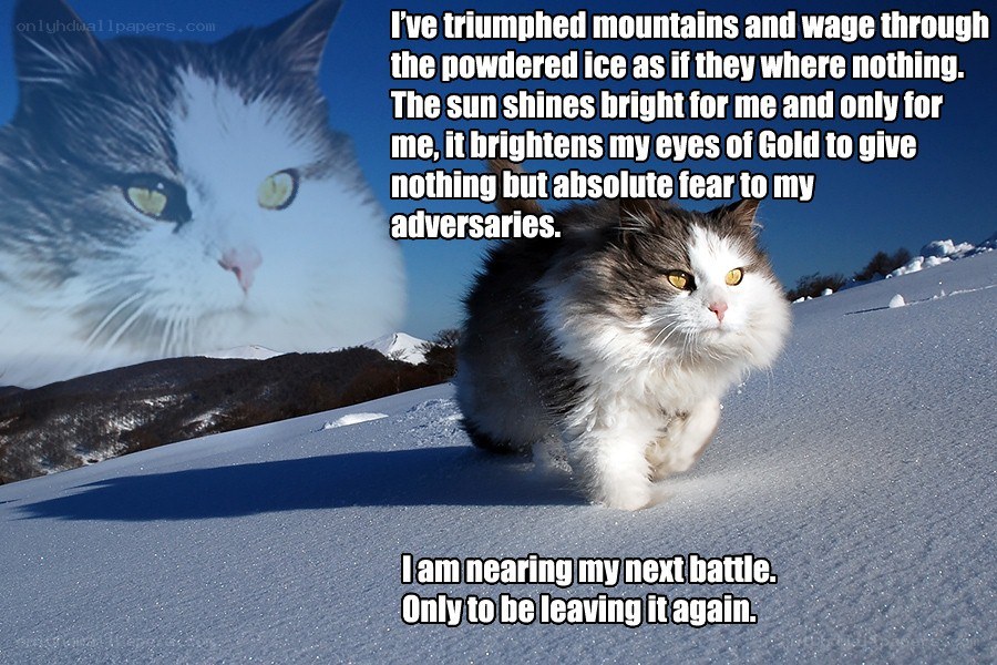 cat in snowy landscape