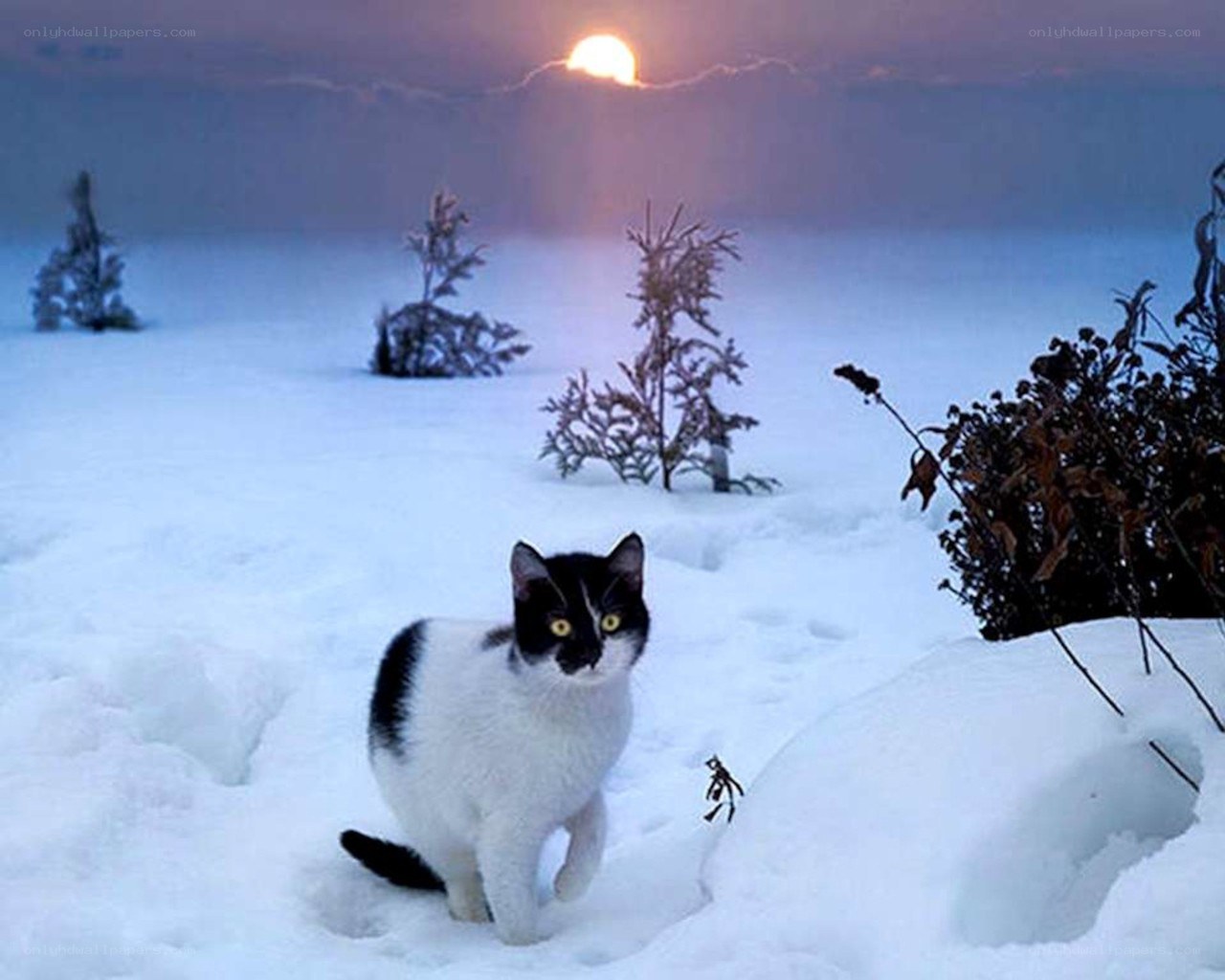 Cat in snowy landscape