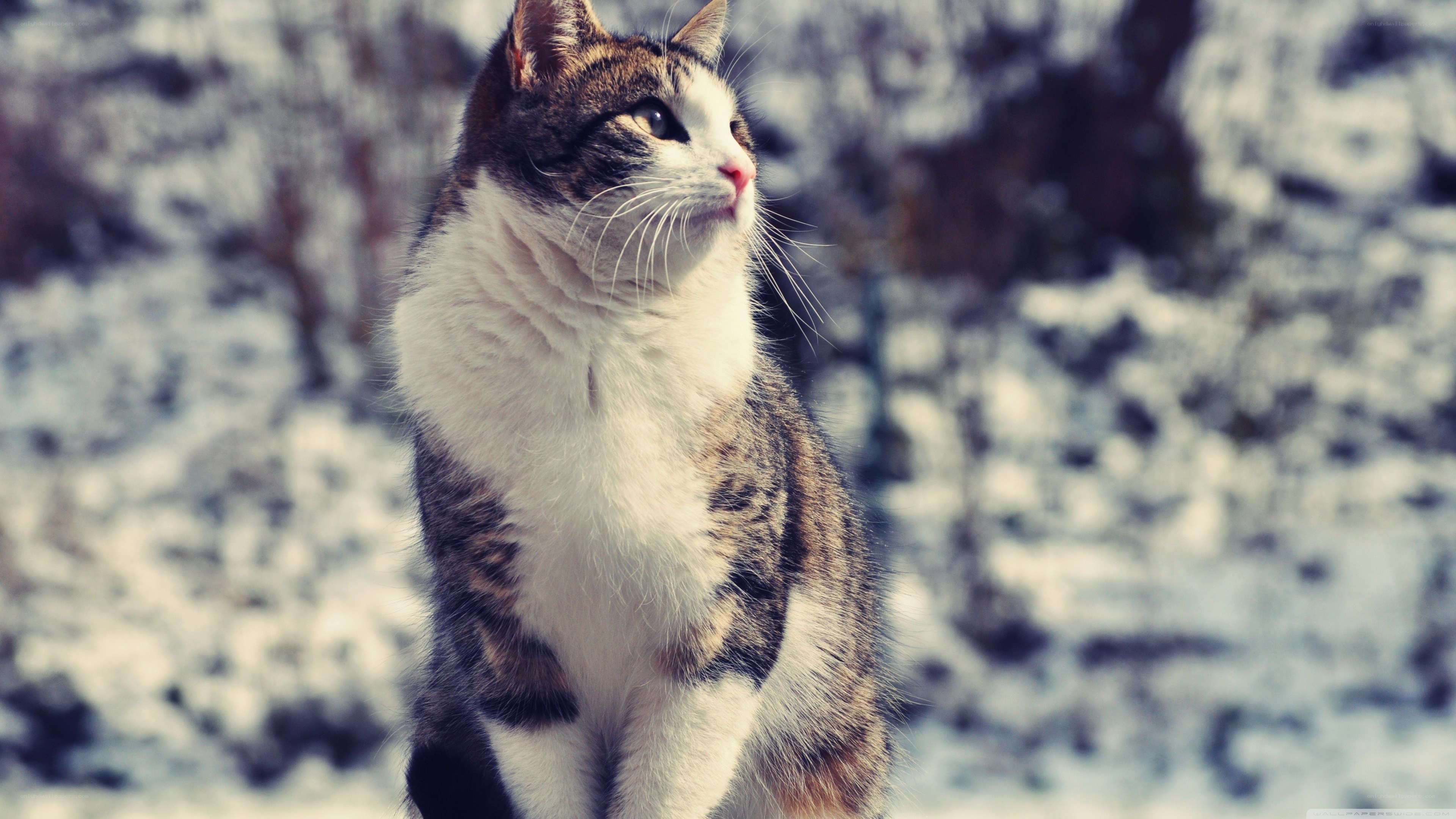 cat in snowy landscape