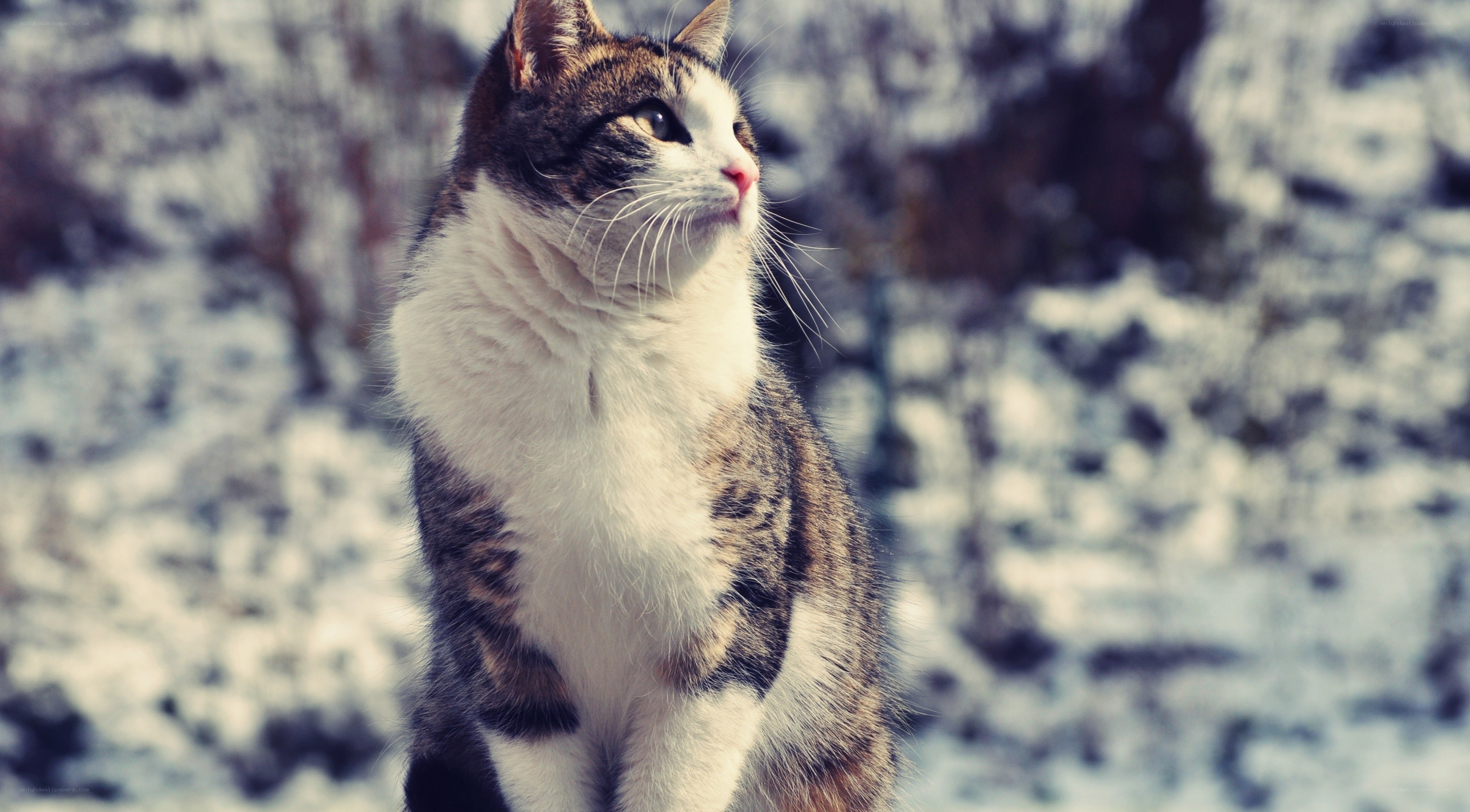 cat in snowy landscape