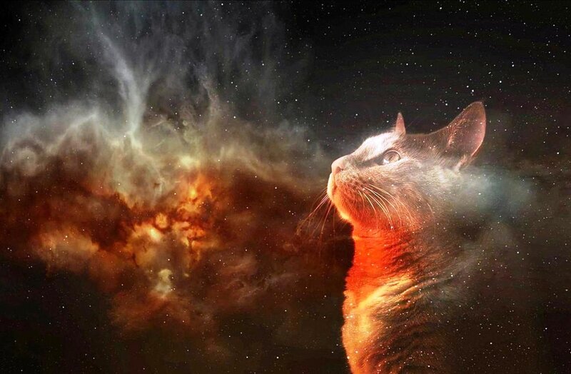 Cat in Space — Black