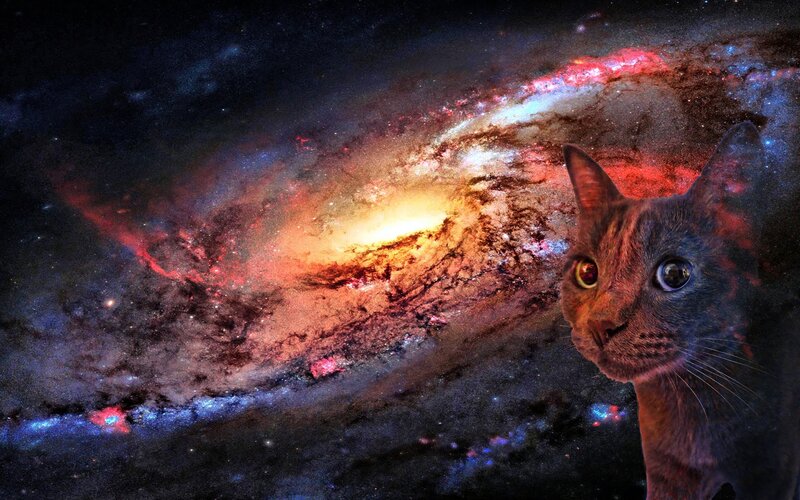 Cat in Space — Blue