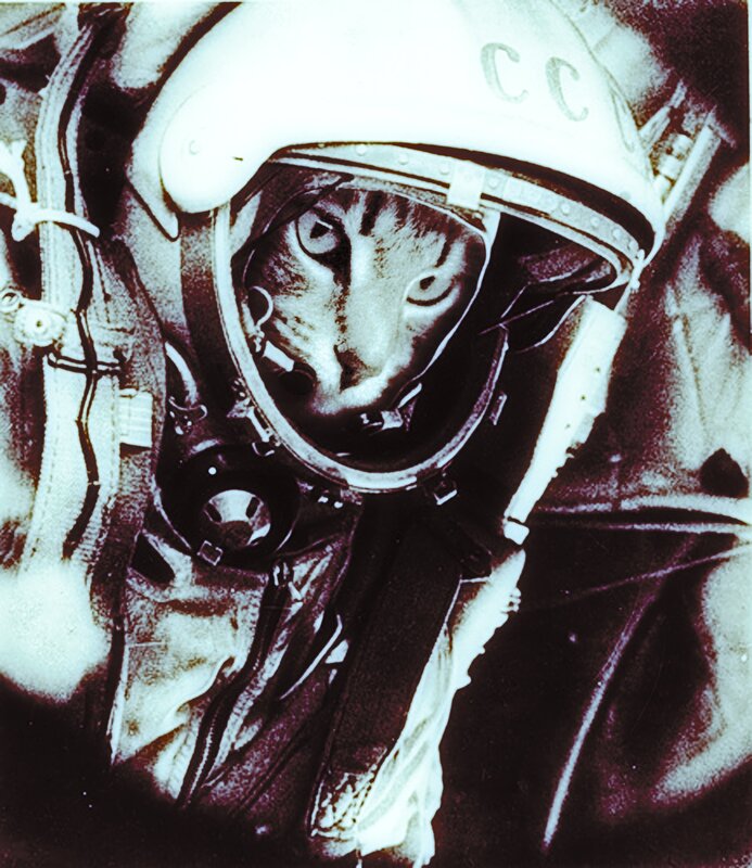 cat in space helmet