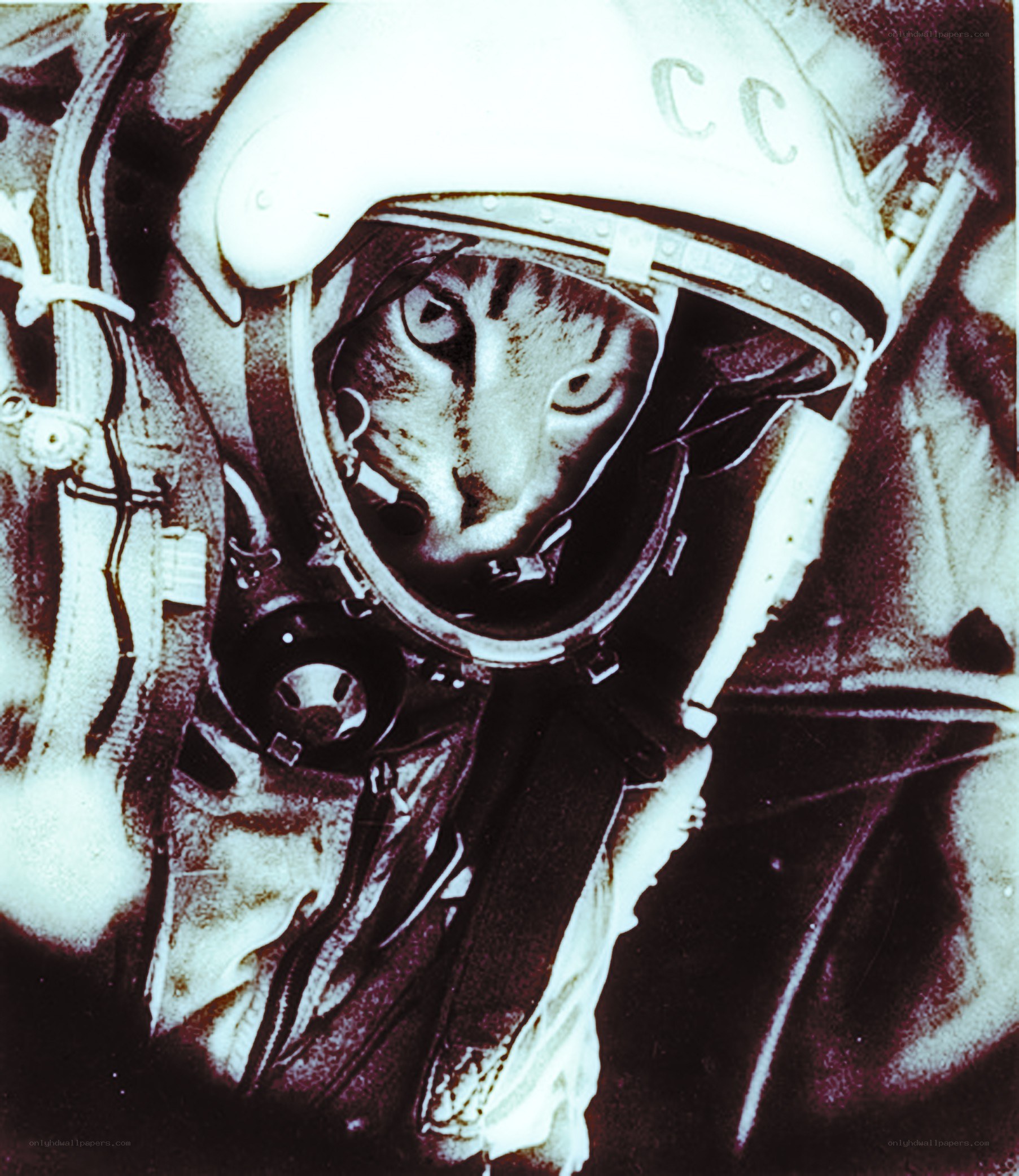 cat in space helmet