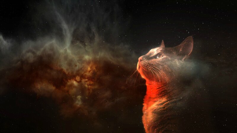 Cat in Space Nebula — Black, Dramatic