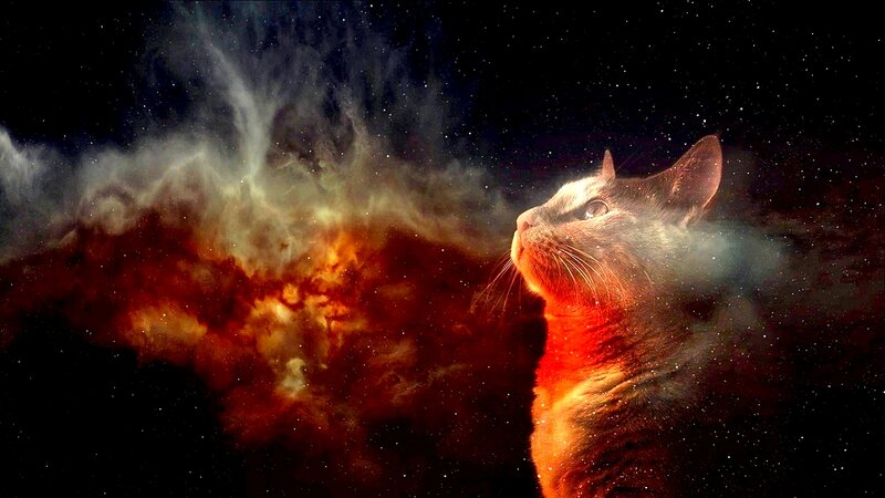 Cat in Space Nebula — Black