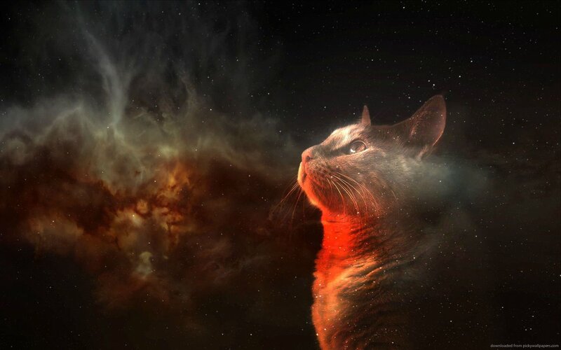 Cat in Space