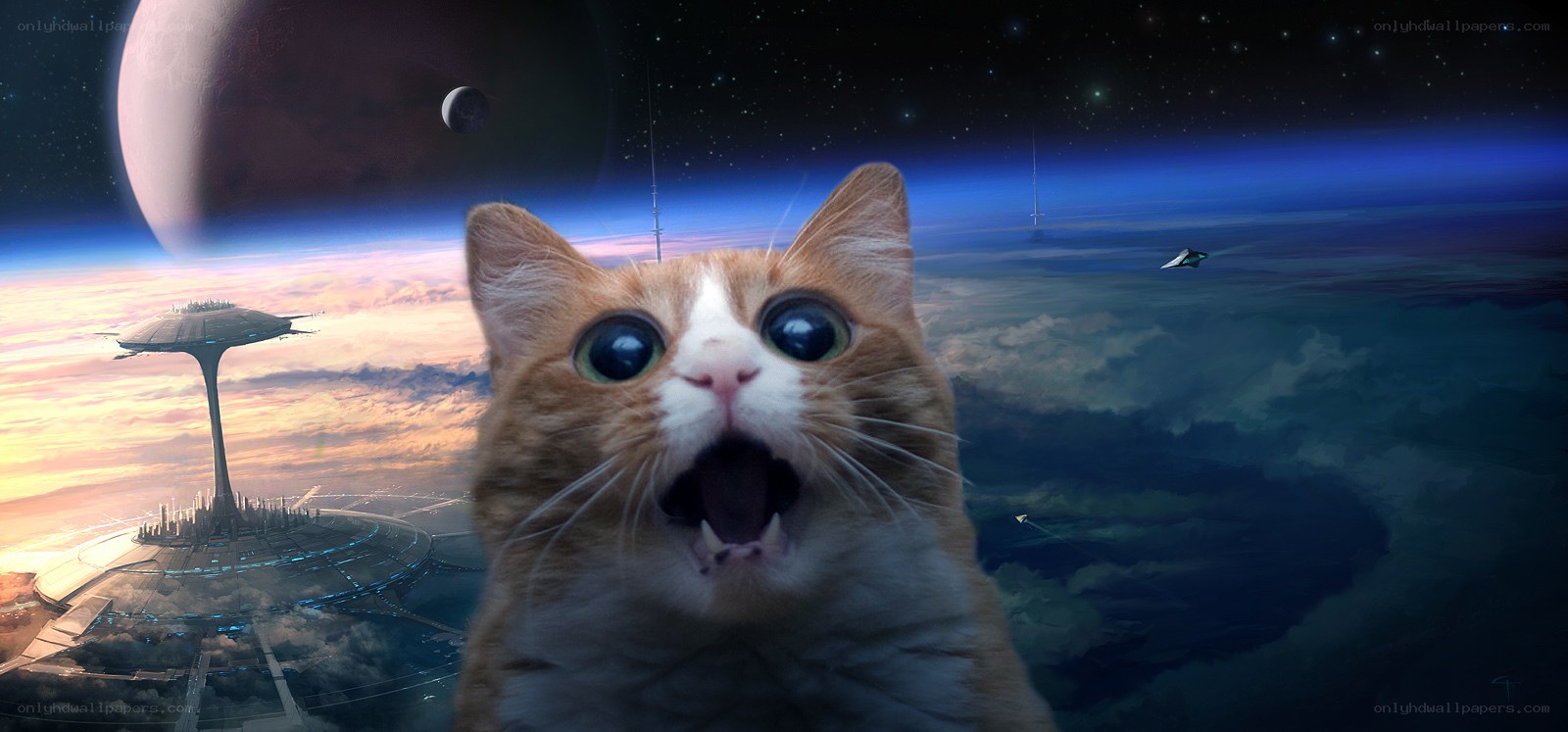 cat in space with alien city