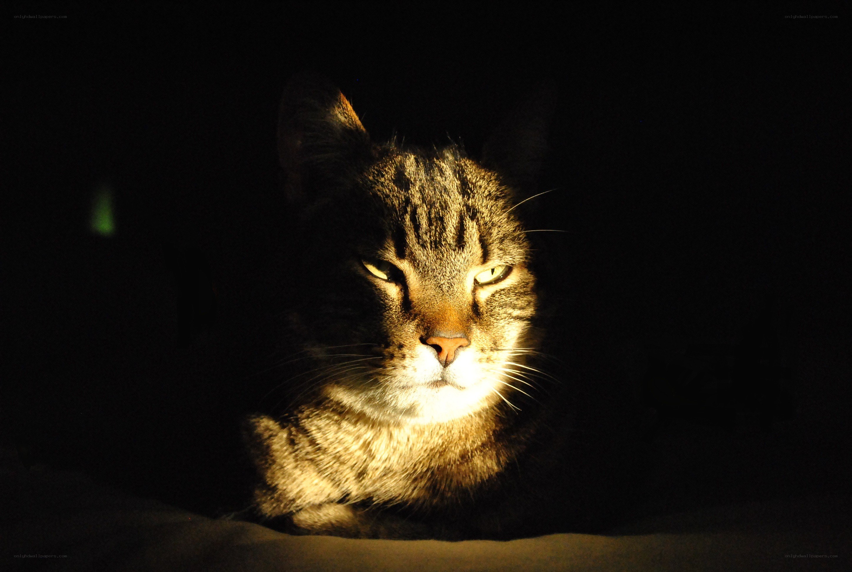 cat in spotlight at night