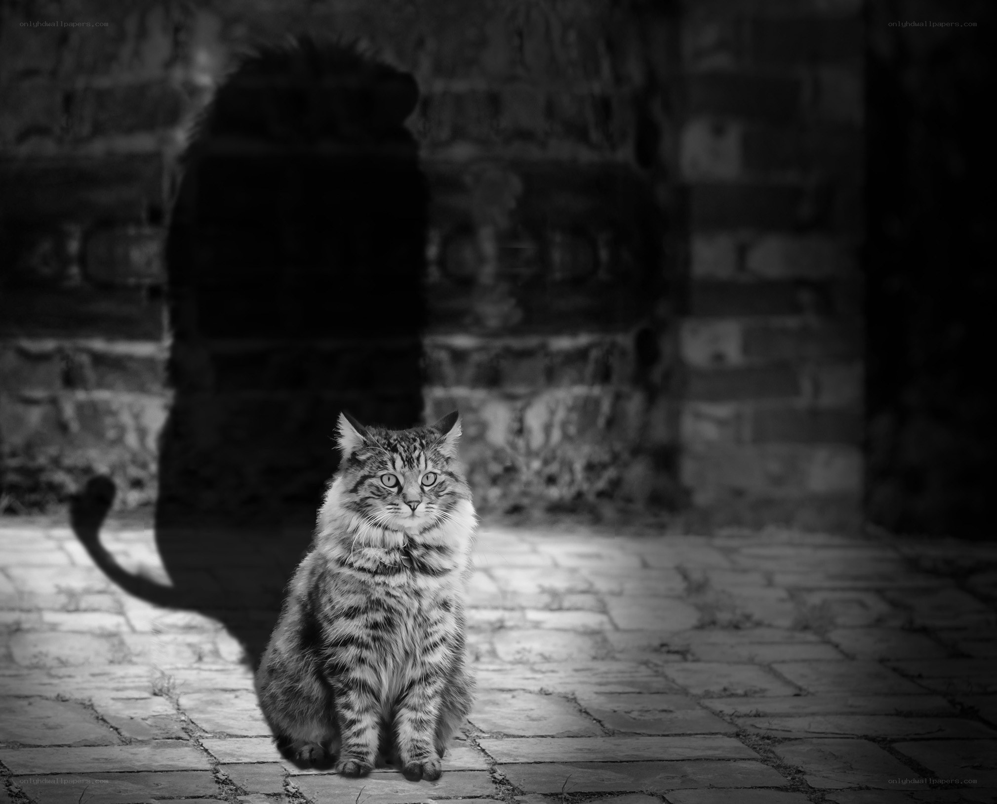 cat in spotlight at night