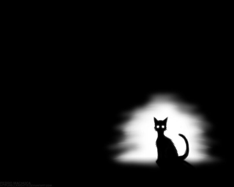cat in spotlight