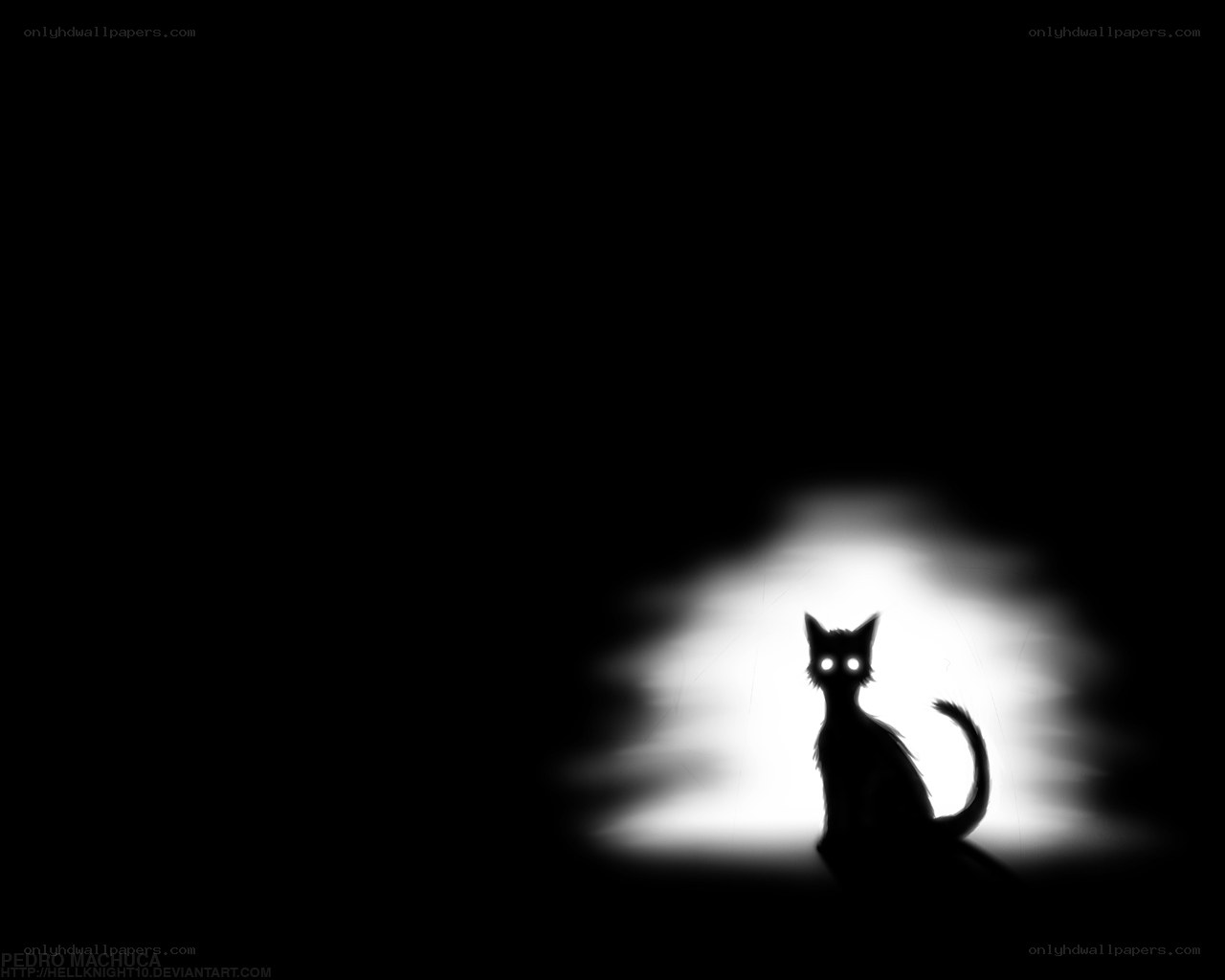 cat in spotlight