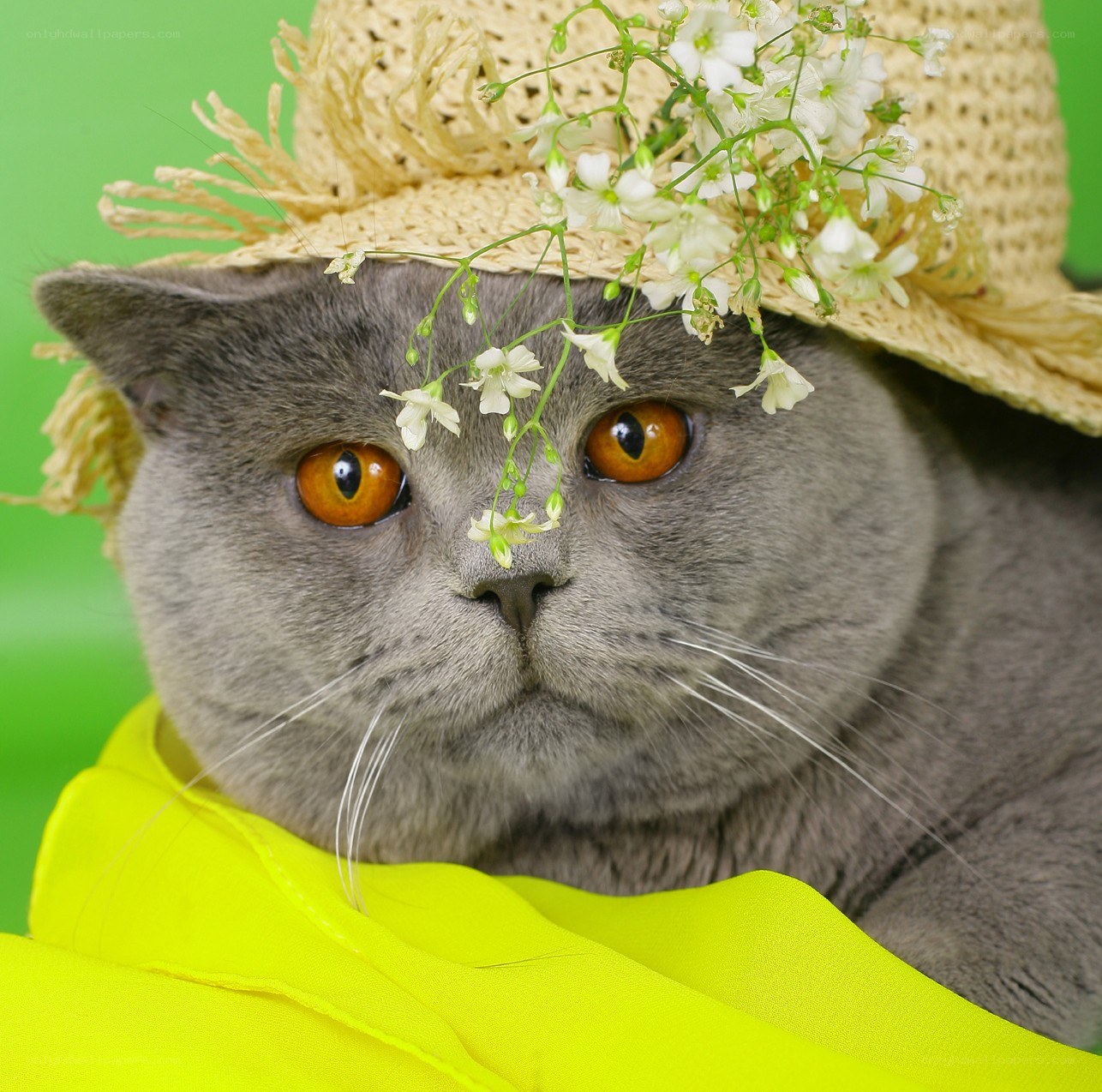 cat in straw hat with flowers