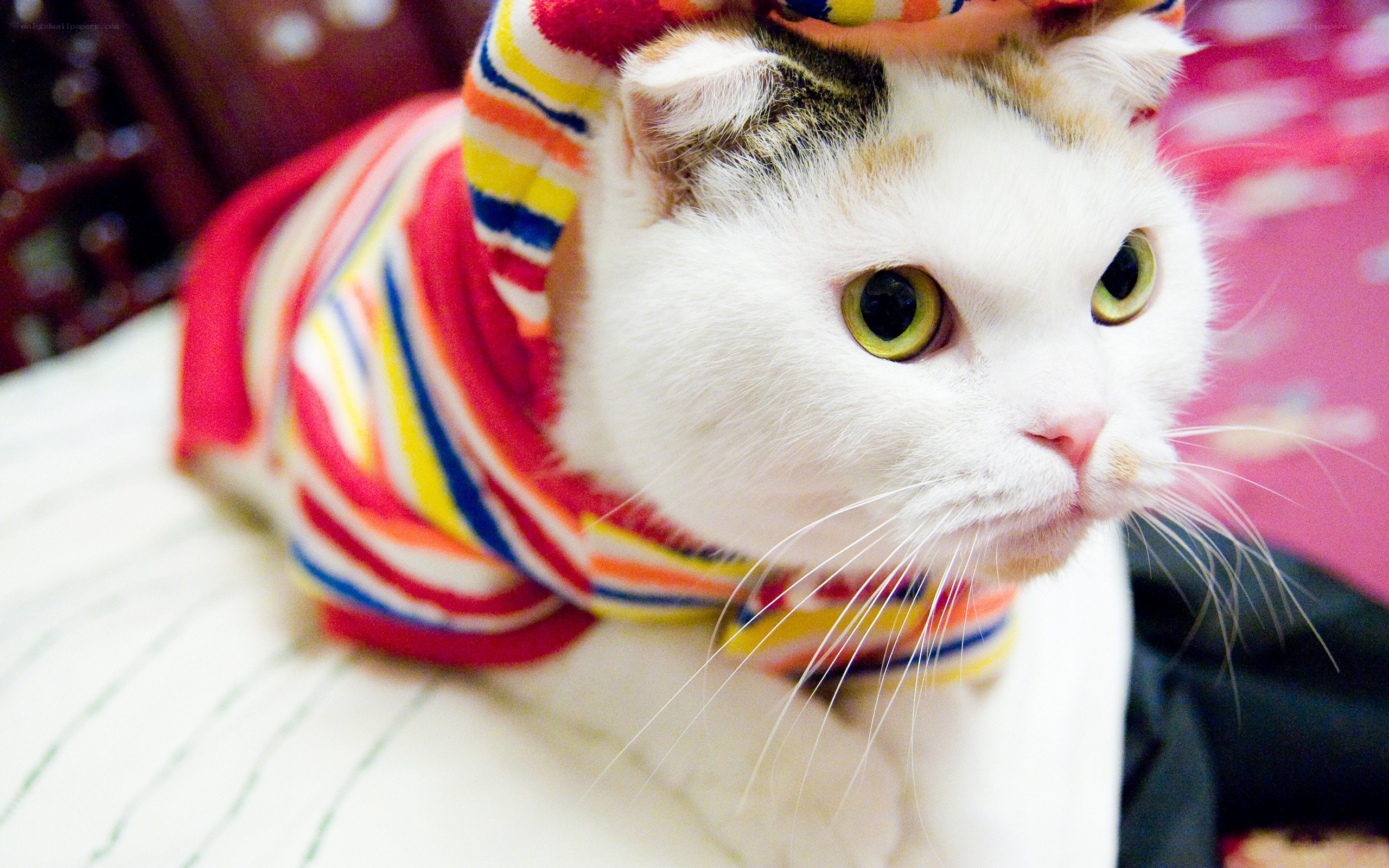 cat in striped sweater