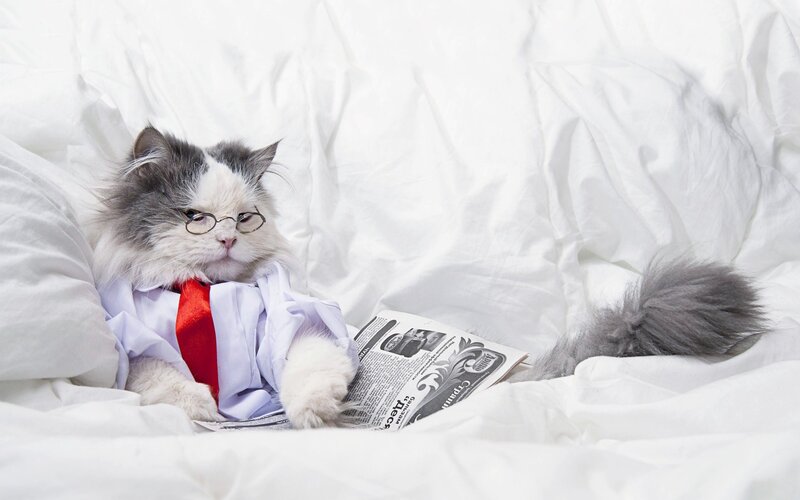 Cat in Suit Reading