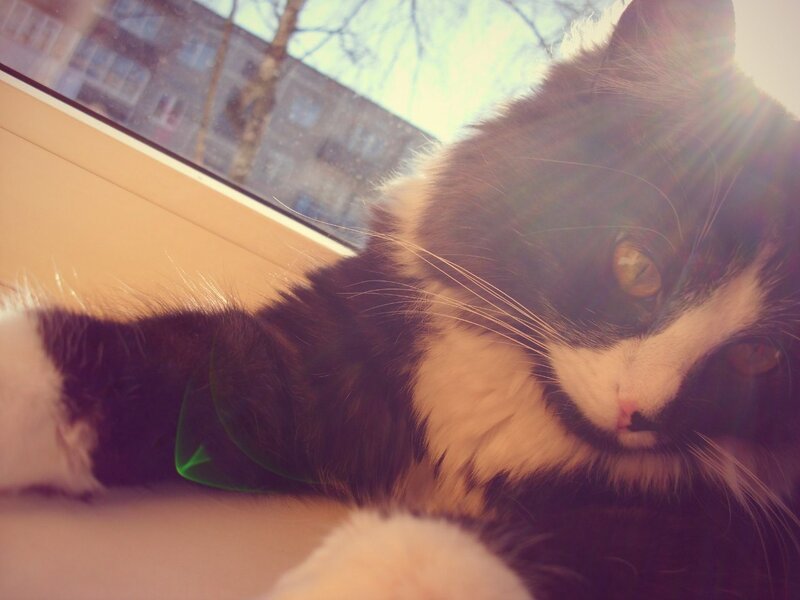 cat in sunbeam by window