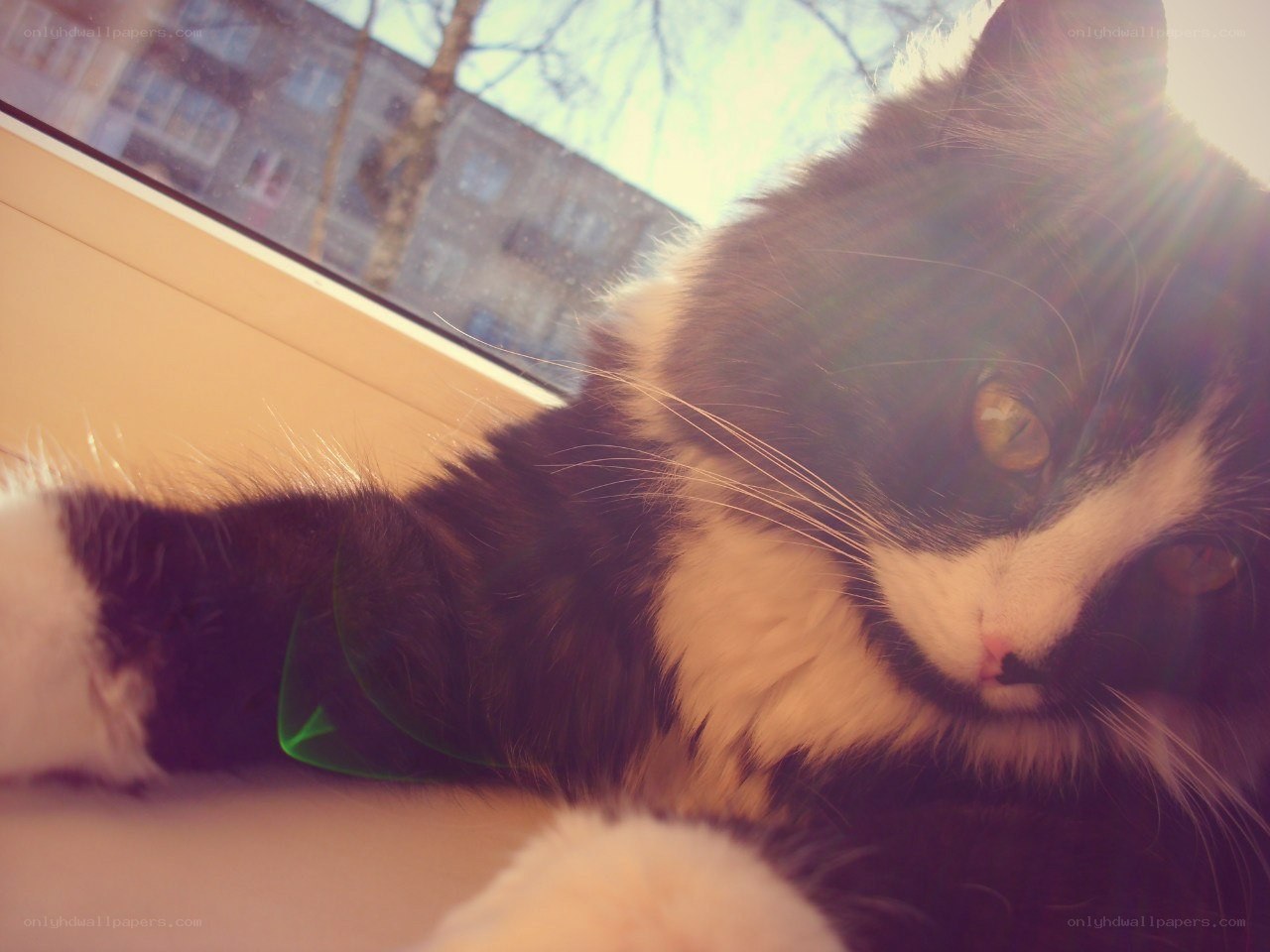 cat in sunbeam by window