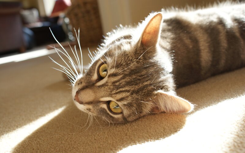 cat in sunbeam on carpet