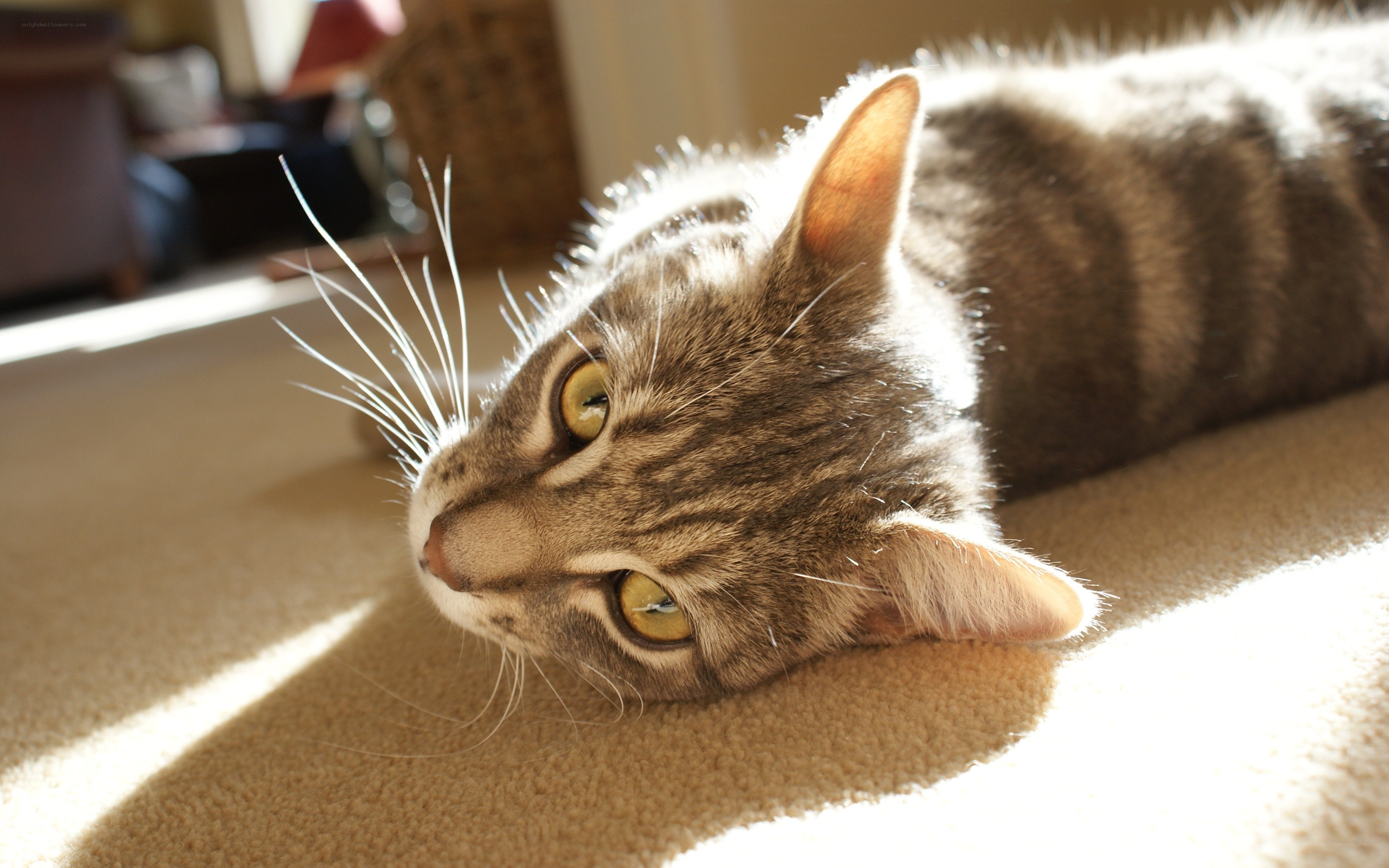 cat in sunbeam on carpet