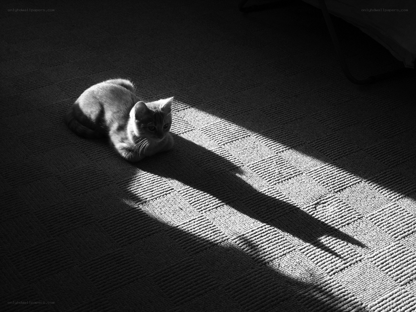 cat in sunbeam on carpet
