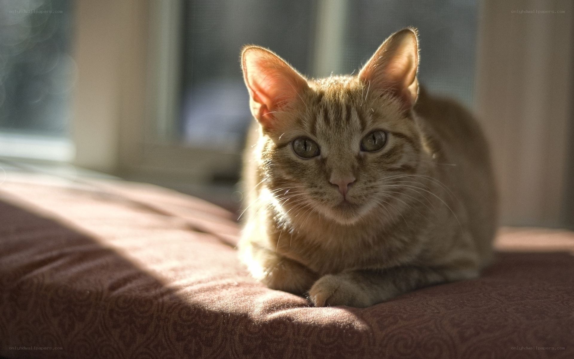 cat in sunbeam on cushion