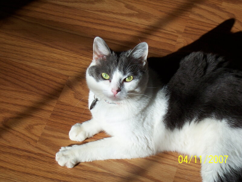 cat in sunbeam on floor