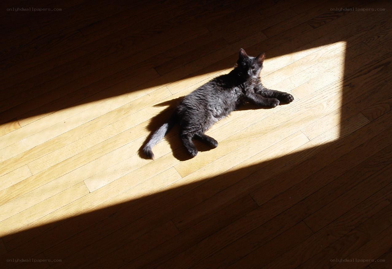 cat in sunbeam on floor