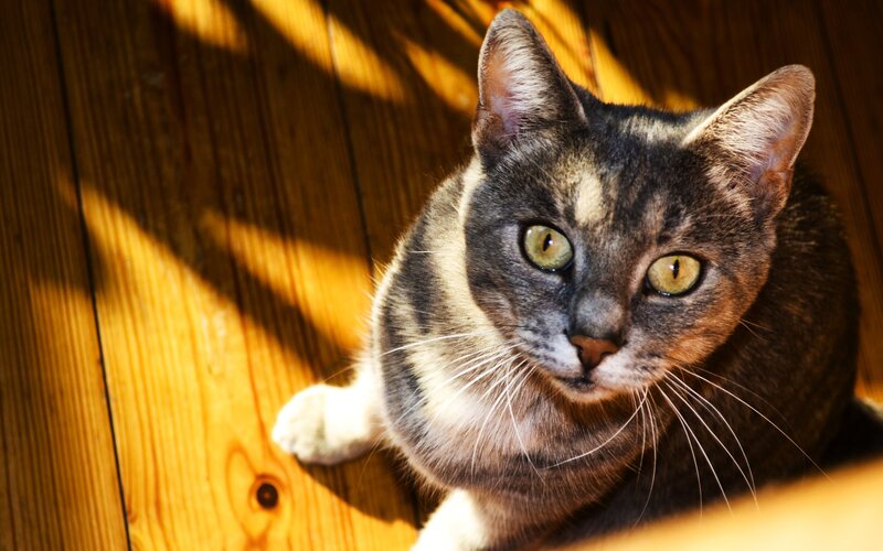 cat in sunbeam on wood floor