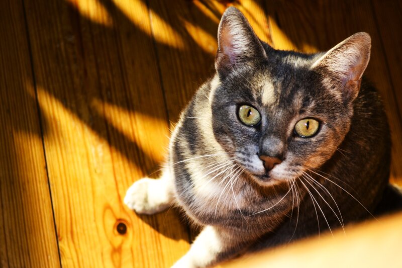 cat in sunbeam on wood floor